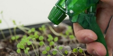 Salpiglossis: uzgoj iz sjemena, fotografija, video